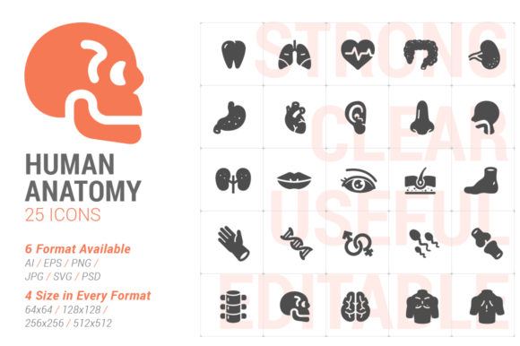 Human Anatomy Filled Icon: A Practical Graphic Design Asset for Digital Sellers